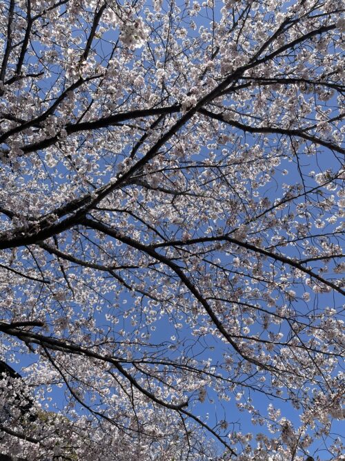 花見